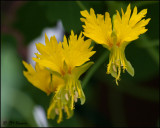 3786 Canary Flower.jpg