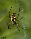 3818 Black and Yellow Argiope female.jpg