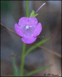 3867 Wildflower id.jpg