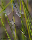 3918 Lyre-tipped Spreadwing pair confirm id.jpg