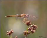 3940 Autumn Meadowhawk.jpg