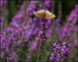 3968 Great Spangled Fritillary on Purple Loosetrife.jpg