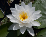 4008 Water Lily.jpg