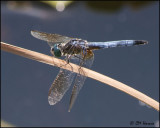 4011 Blue Dasher male.jpg