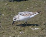 4048 Sanderling.jpg