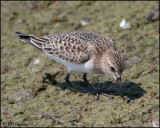 4094 Bairds Sandpiper.jpg