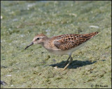 4115 Least Sandpiper.jpg