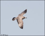 4230 Herring Gull 1st winter.jpg