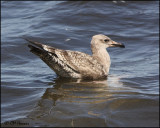 4258 Great Black-backed Gull immature