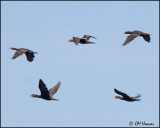 4275 Double-crested Cormorants.jpg