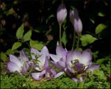4444 Fall Crocus.jpg