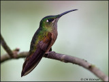 8773 Fawn-breasted Brilliant female