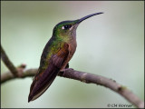 8773 Fawn-breasted Brilliant female