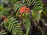 8669 Flowers and ferns