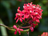 8681 Wildflowers