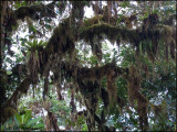 8683 Mossy tree
