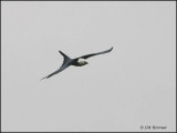 8952 Swallow-tailed Kite