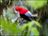9044 Andean Cock-of-the-rock