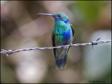 9093 Sparkling Violetear