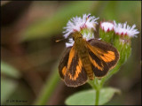 9096 Skipper id
