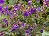 9117 flowers