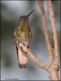 9141 Buff-tailed Coronet