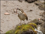 9320 Bar-winged Cinclodes with prey