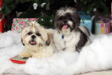 Bailey and Bentley