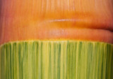Ornamental bamboo (P1000966)