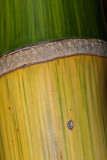 Ornamental bamboo (P1000974)