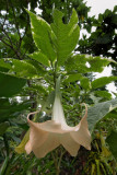 Trumpet flower</p>(P1010004)