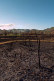 After the bushfire R0011992