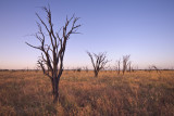 Dead gidgee trees and grass near sunset _DSC2568