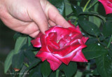 Velvet-Red and White Rose.