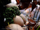 Autumn Mushrooms.