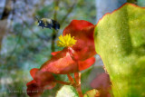 Buzy Bumble Bee.