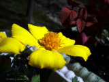 Pretty Yellow Flower!