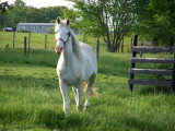 Kentucky Horse Farm.