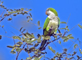 Monk Parrot