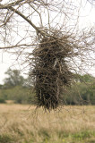 Thornbird Nest
