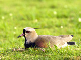 Lapwing on Nest