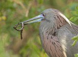 Tricolor heron with Nesting Material