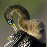 Oct 08 Anhinga  5596