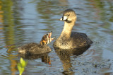 Grebe with Chick  8015