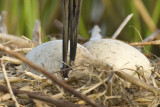 Checking on the First Chick     8780