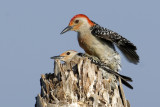 Red-bellied Woodpecker Pair  9023