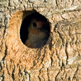Red-bellied Woodpecker  8493