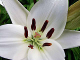 White Lilly<br>H-5