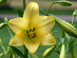 Yellow Lilly<br>R1