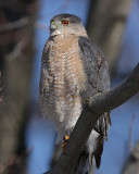 Coopers Hawk